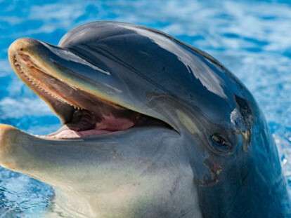 160216102956_dolphin_smiling_624x351_thinkstock_nocredit