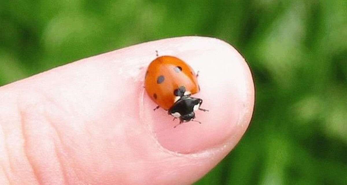 Божья коровка села на левую руку примета. Божья коровка села на левую руку примета. Божья коровка села на левую руку примета. Божья коровка кратко. Божья коровка суеверия.