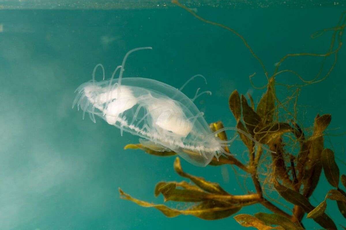 амазонская пресноводная медуза. медуза крестовичок. краспедакуста медуза пресноводная. краспедакуста медуза пресноводная. пресноводная медуза краспедакуста соверби.