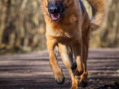German Shepherd Desktop Background