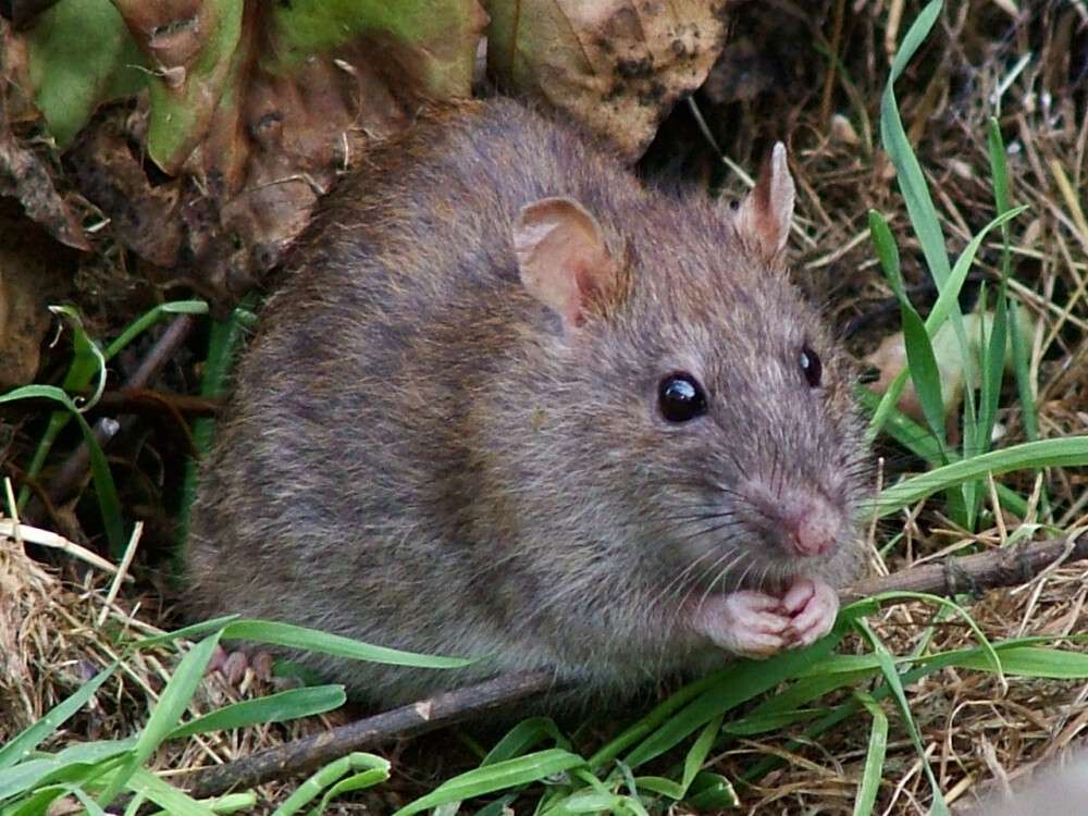 WildRat