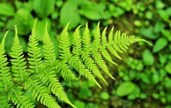 fern_3466614_960_720_650x410