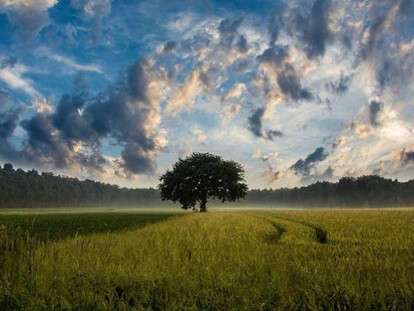 tree_247122_960_720_650x410