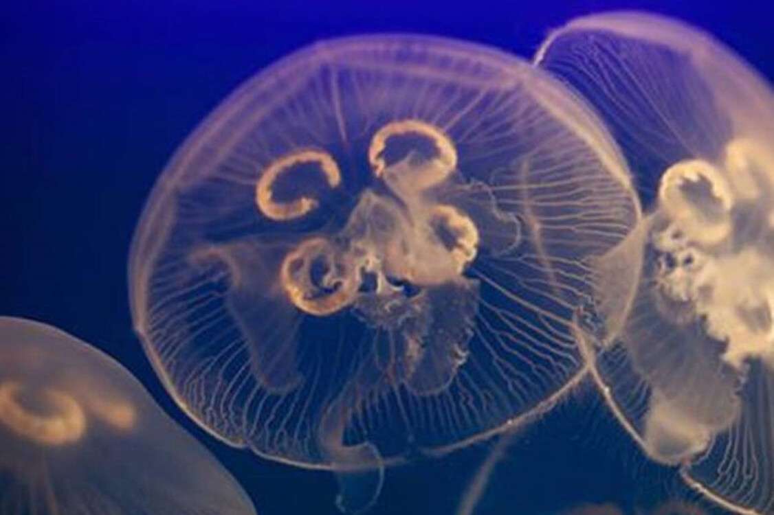 медузы-1400x932