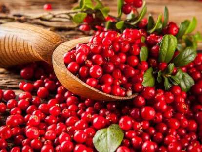 klyukva-poleznye-svoystva-i-protivopokazaniya-1