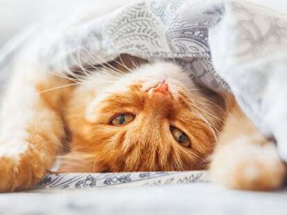 1476553418_0_138_1999_1272_600x0_80_0_0_b14ab3155fc4cc53e29c58d035f246a1