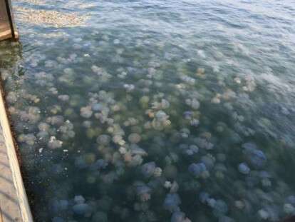 adffe8c3d2ab07fbf4c444be62250e5a