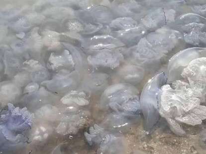 67357396_1249548075216034_2571785240993333248_n