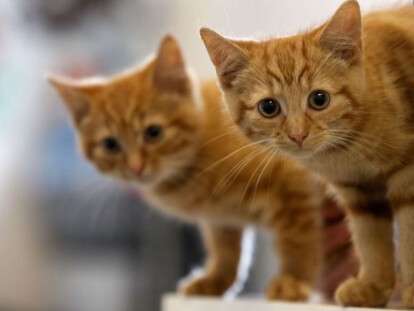 _102697600_gettyimages-103131833