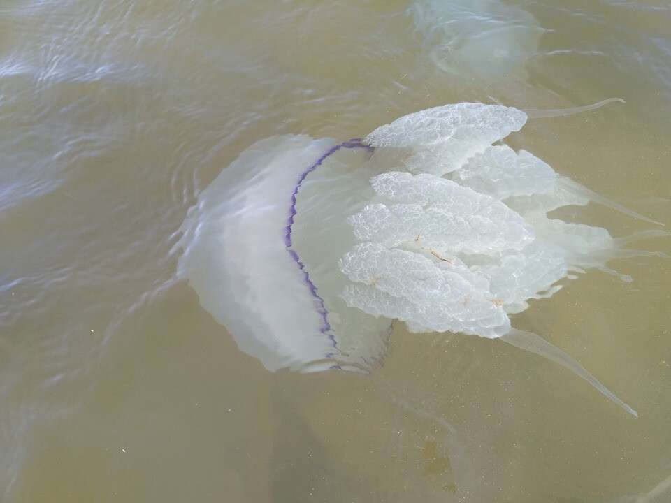 Медузы в азовском море. Медуза корнерот мертвая. Корнерот в Азовском море. Гигантские медузы в Азовском море.