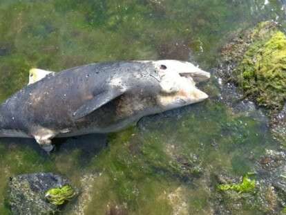 0008e267293ca5d2e60f09e4a5b552f5