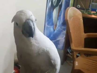 68358582_672896359893869_6512967284728791040_n