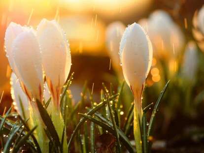 kartinki24_ru_spring_48