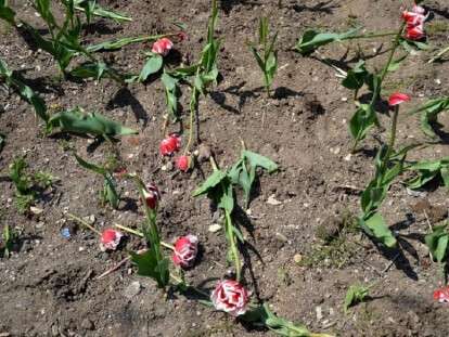 1496664158_oborvannye_cvety