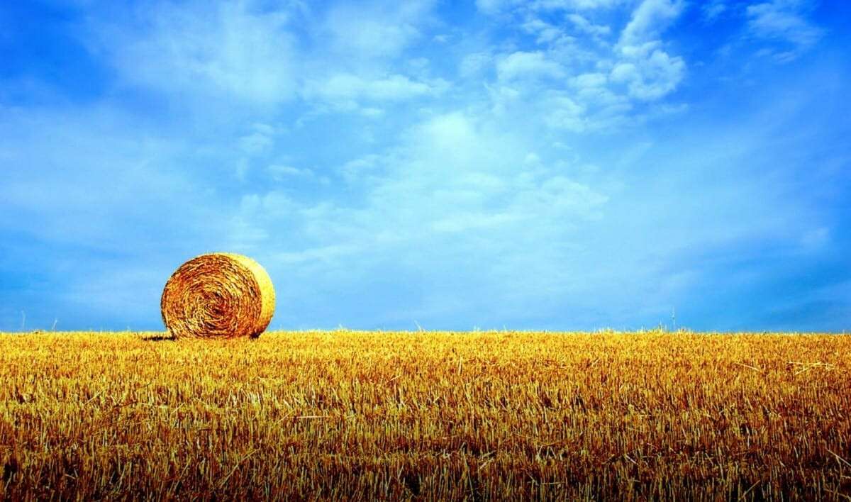 что-посадить-на-огороде-в-июле