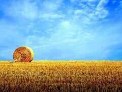 что-посадить-на-огороде-в-июле