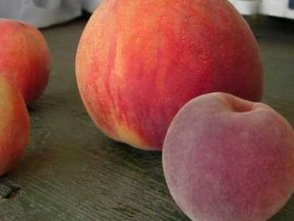 1438238737_sorta-persikov-4