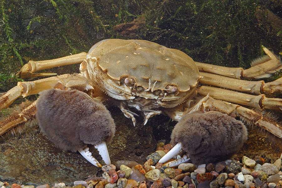 chinese mitten crab (Eriocheir sinensis)