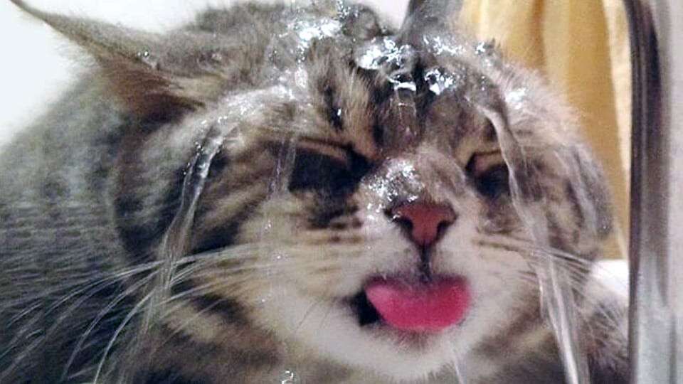 жара2