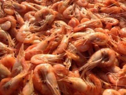 325074842_1_1000x700_azovskaya-krevetka-berdyansk-800x429-33c
