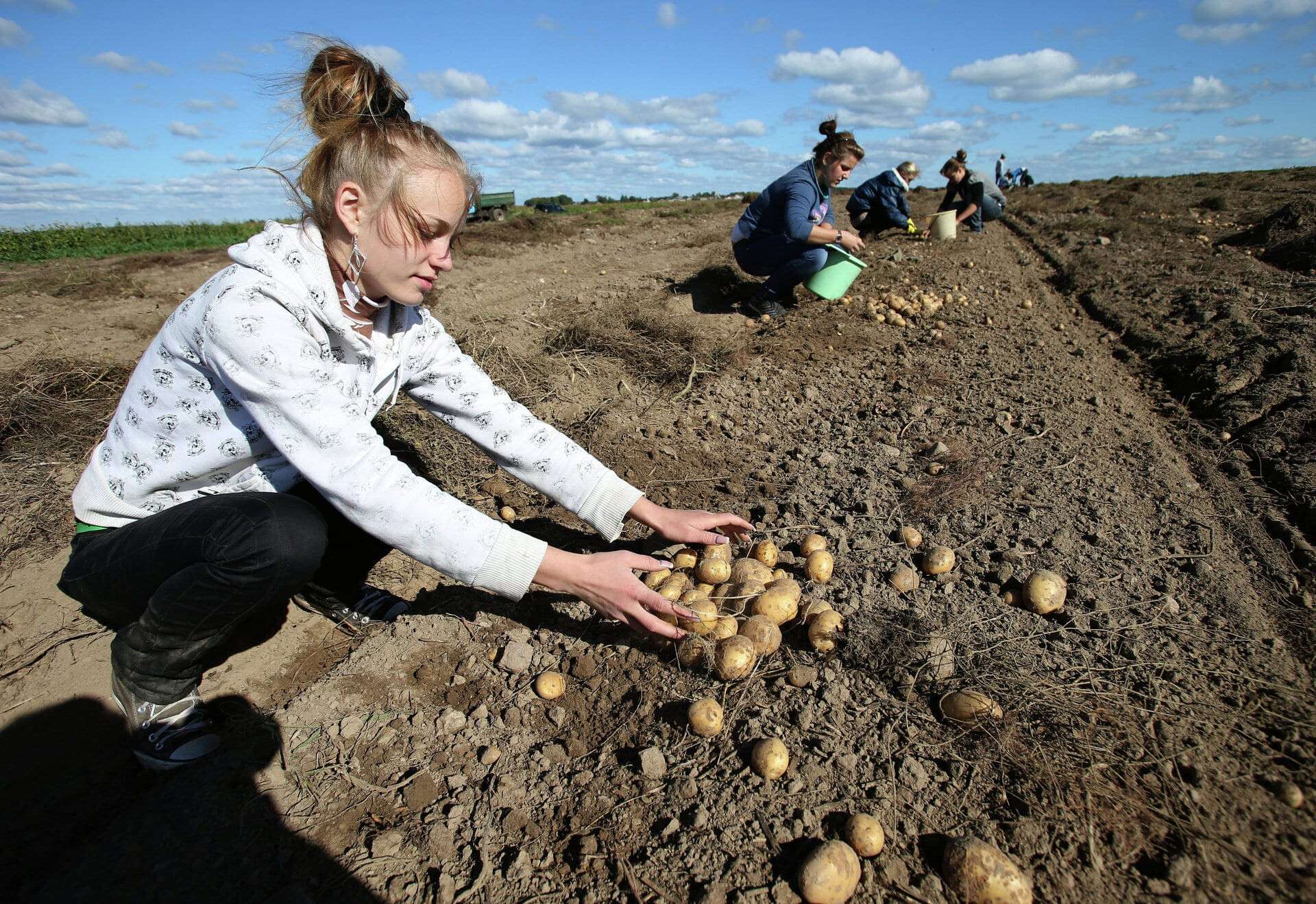 Почему человек ест землю. Сбор картофеля. Уборка картофеля. Сбор картофеля на полях. Женщина картошка.
