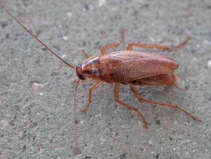 Blattodea._Cascuda._Santiago_de_Compostela_1