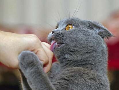 pochemu-koshki-oblizyvayut-lyudej