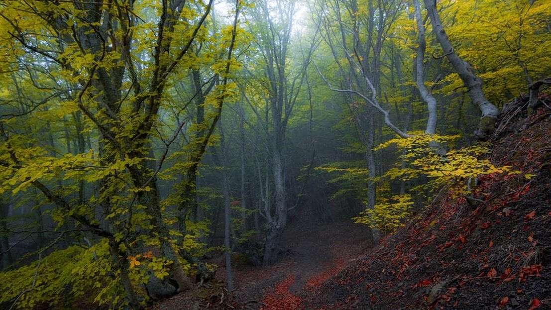 Леса крыма. Агармышский лес. Крымский лес. Красивые леса в Крыму.