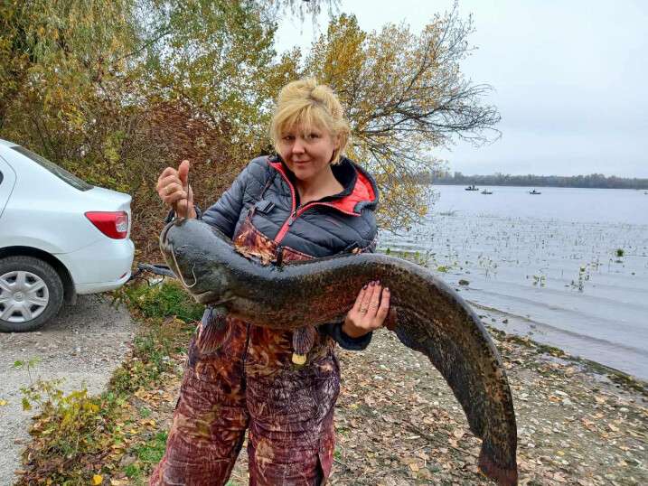 Поймали огромного сома видео