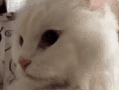 cropped-kot-331x450-1.png
