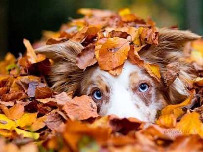 cropped-autumn_animals_photgraphy_107_880_mini.jpg