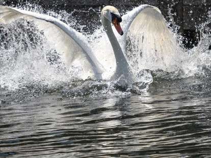Annual Swan Upping Ceremony Takes Place On The River Thames