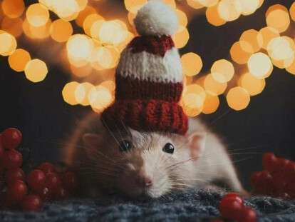 kartinka-krysa-768x686