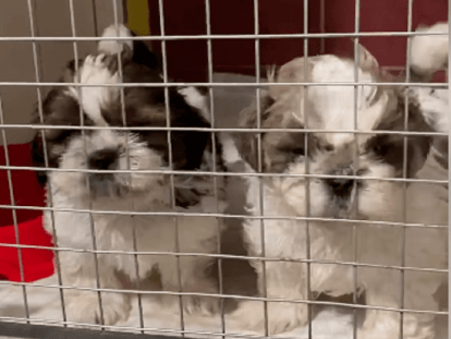шие