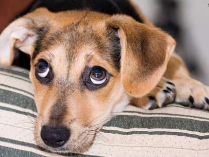 tips-for-dealing-with-puppy-crying-5305cb82a2922