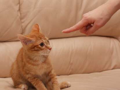 1_448x665_480972_c22fac334a2e485ed464b519d5d2547e39eba2ee1d7ba6bb6be34ac780b310021578513032jpg