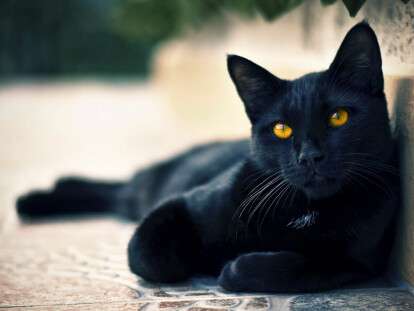 black-cats-awesome-www.gibbahouse-13