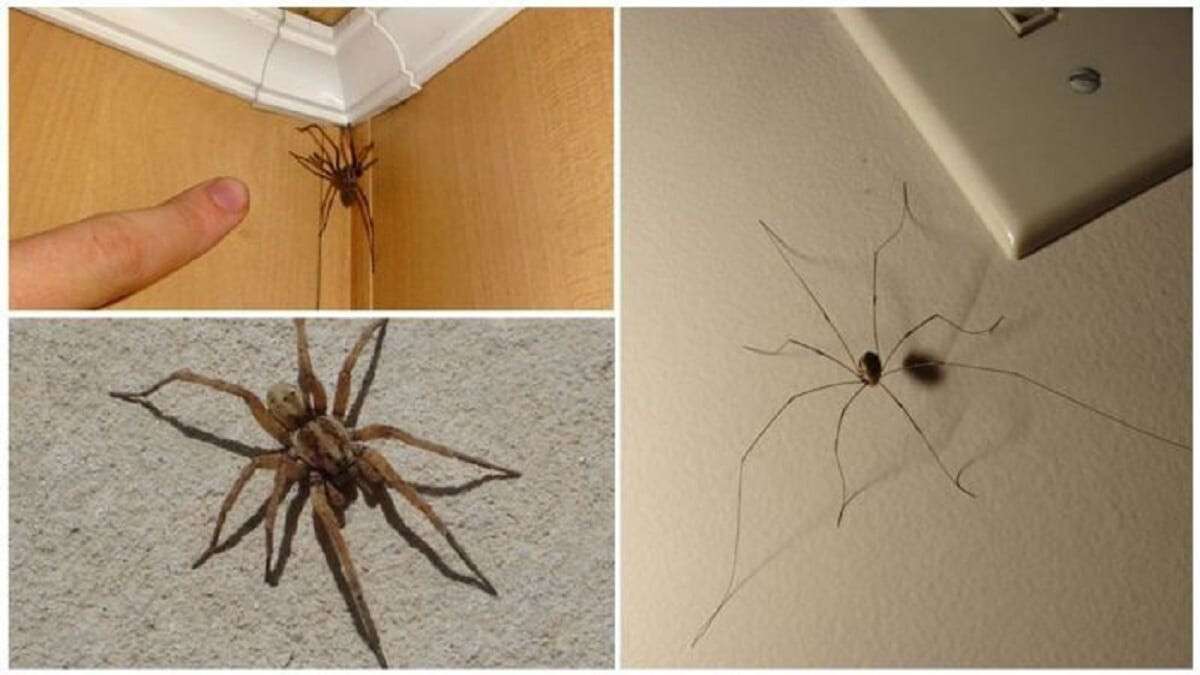 Домашний паук в квартире