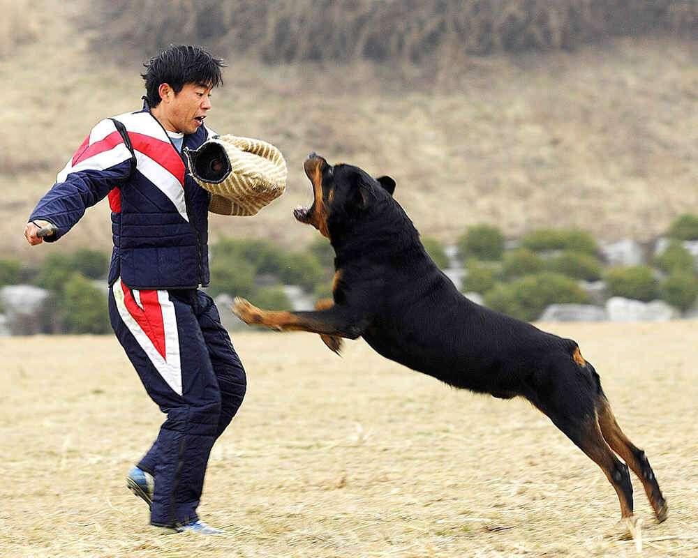 rottweiler-training