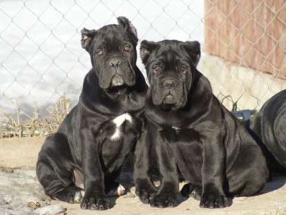 Кане-Корсо04