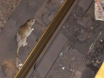 Rat_in_NYC_subway_3-1024x571