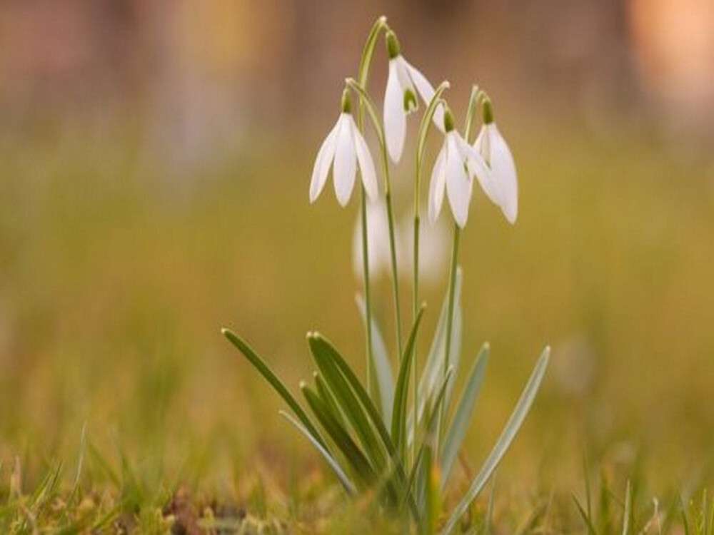 snowdrop-2169302_1280-560x280