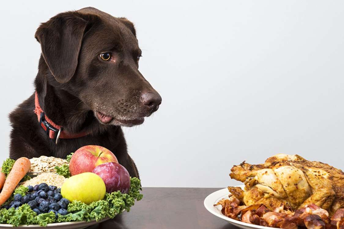 Dogs_Roast_Chicken_Fruit_467446