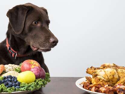 Dogs_Roast_Chicken_Fruit_467446