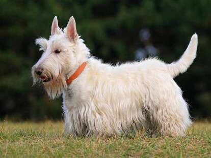 ТОП-5 пород собак, которые не вызывают аллергию