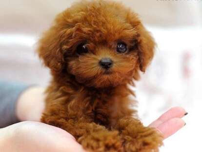 Самые неприхотливые породы собак для ленивых хозяев