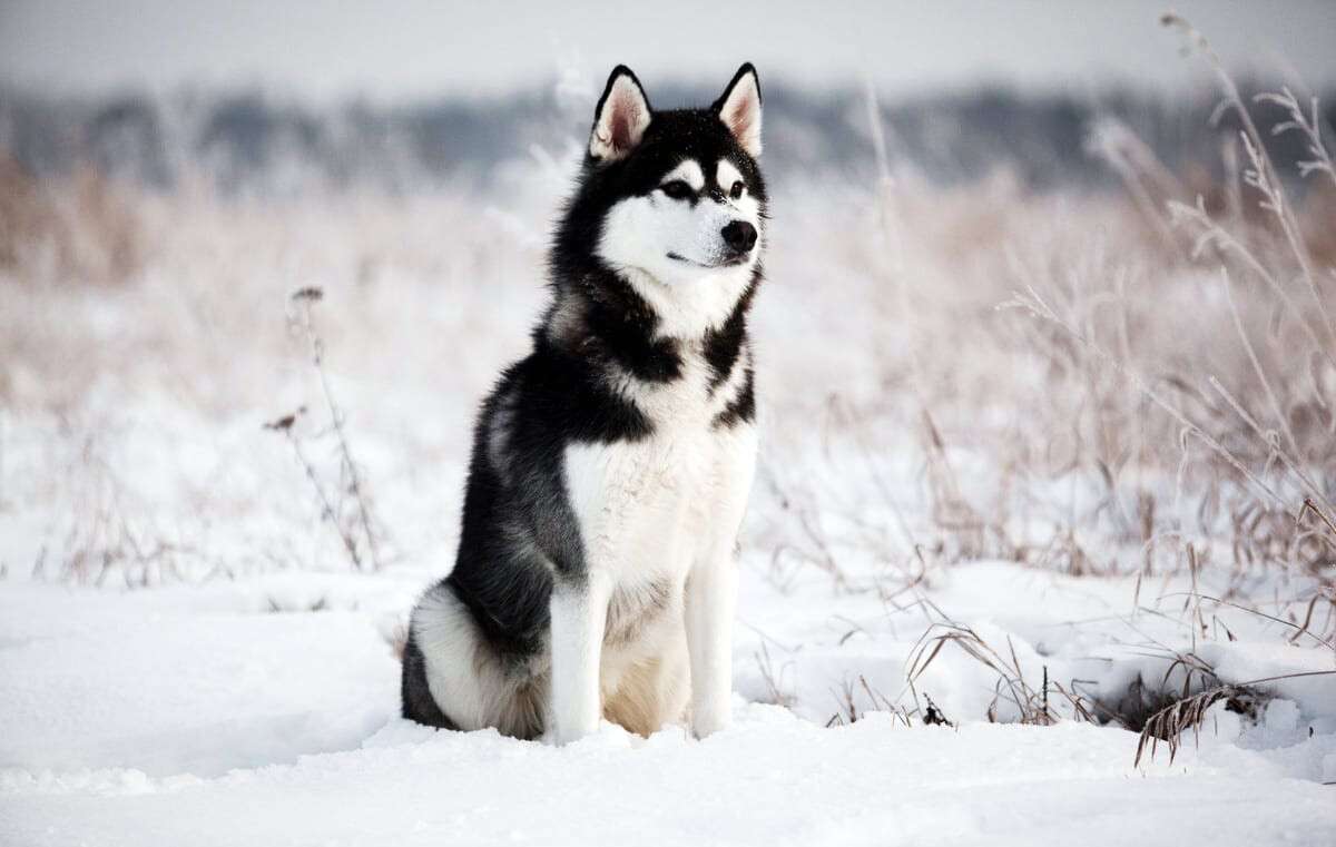 siberian-husky-photo_002