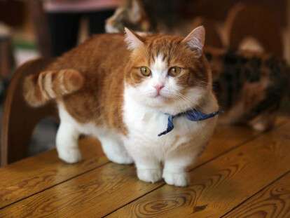 korotkolapye-manchkiny-1170x675