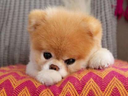 ТОП-3 породы собак, которые непривередливы к еде