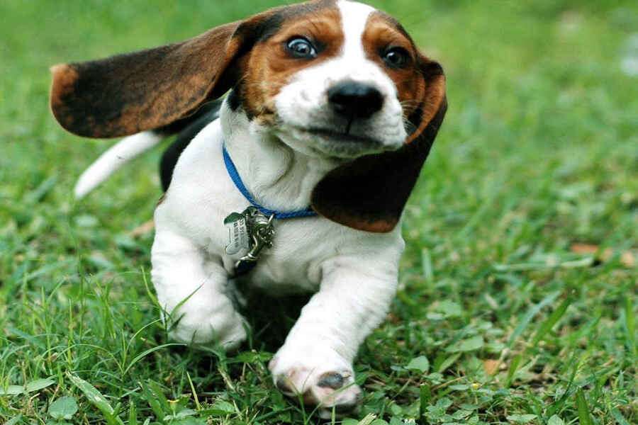 basset-hound-puppy-paddock